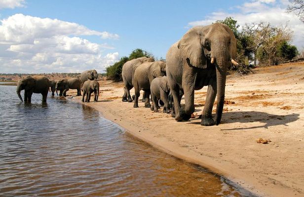Chobe Full Day Trip