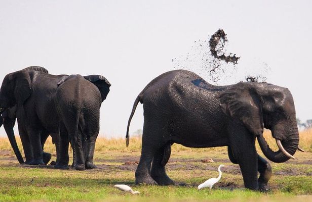 Chobe National Park 4X4 Day Safari and River Cruise