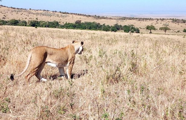 Lake Manyara, Serengeti and Ngorongoro crater 4 days safari from Arusha town