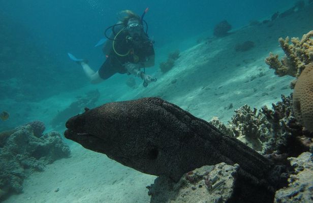 PADI Underwater Naturalist