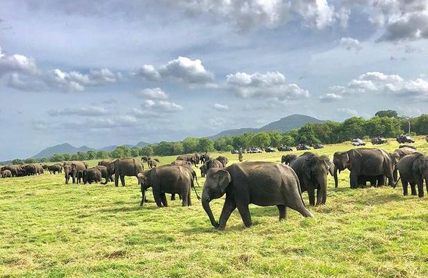 All Inclusive Private Safari in Minneriya National Park