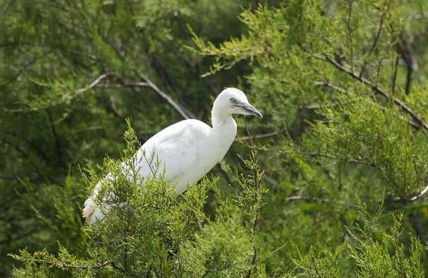 Karnala Bird Sanctuary Excursion From Mumbai