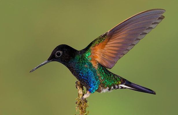 HUMMINGBIRD EXPEDITION - Searching for the cloud forest jewels.