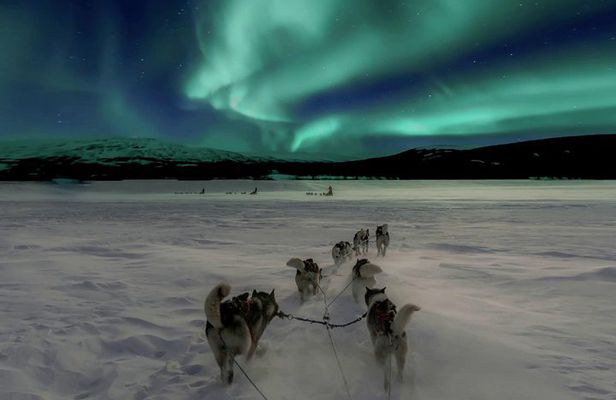 Hunting Northern Lights with Husky