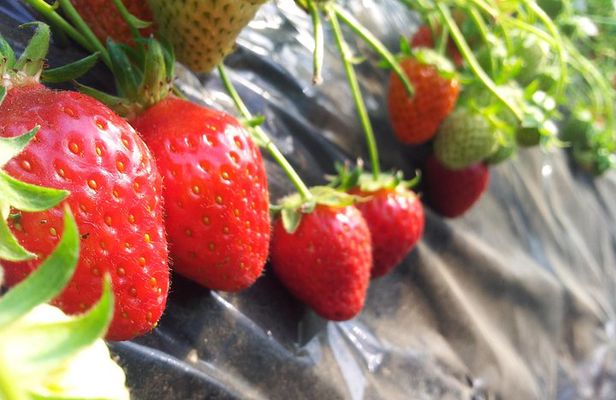 [Perfect Private Tour] Strawberry Farm & Nami Island & Lunch