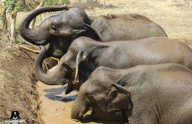 Tour of Elephant Conservation and Bear Rescue Center From Agra