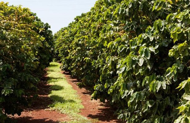 Nairobi day tour to the Coffee farm