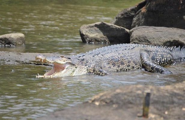 2h Bentota River Safari: Crocodiles, Monkeys, Mangrove & more