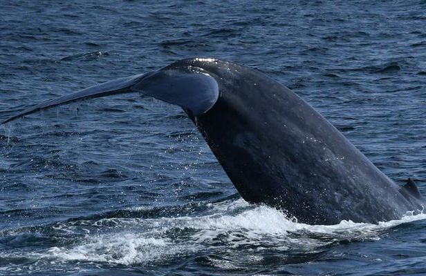 Whales & Dolphins Watching Day Tour in Mirissa from Bentota & its' surrounding 