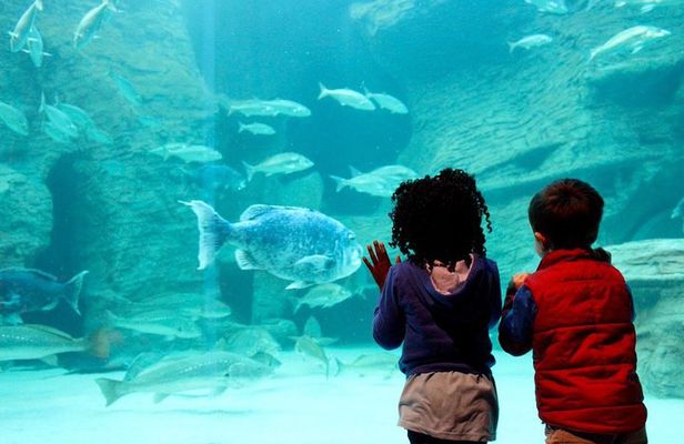 Cape Town Full Day Family Fun With Kids Private Tour