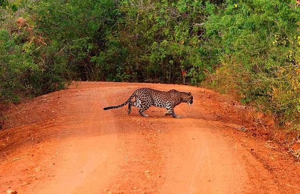 Yala Safari Day Trip from Bentota/ Kalutara/ Ahungalla/ Hikkaduwa