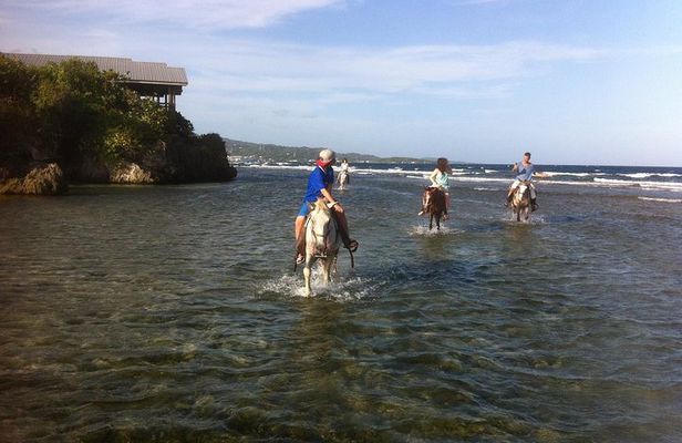 Roatan Excursion: Horseback Ride / Plus Sloth Park and Glass Bottom Boat