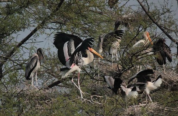 Agra To Bharatpur Same Day Tour with Fatehpur Sikri