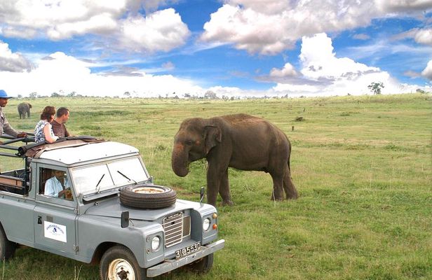Udawalawe National Park Adventure