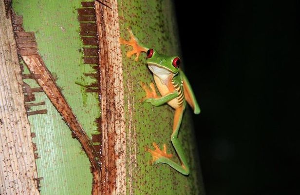 Manuel Antonio Jungle Night Tour with pick up included