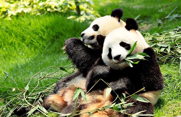 Day Tour: Chengdu Panda Breeding Base and Leshan Giant Buddha