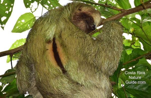Arenal Volcano Highlights| Mistico Park-Arenal Volcano Park-La Fortuna Waterfall