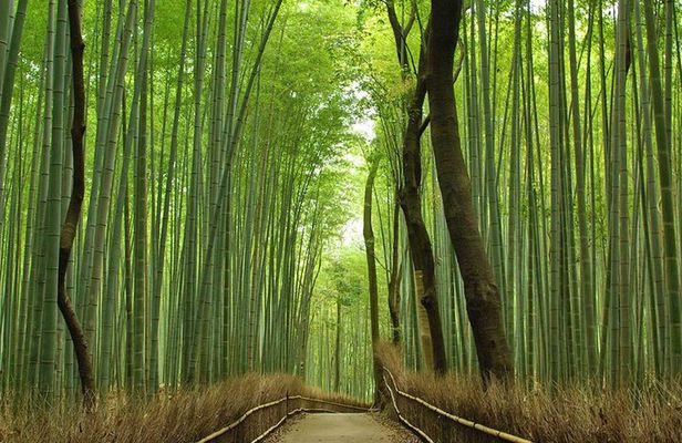 Private Kyoto Arashiyama Custom Half-Day Tour by Chartered Vehicle