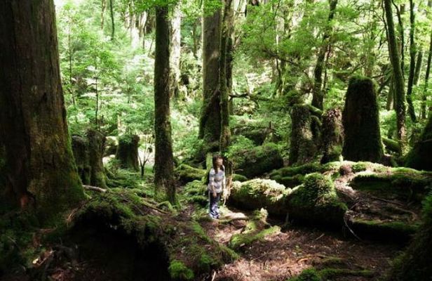 Yakusugi Cedar Forest Walking Tour on Yakushima Island