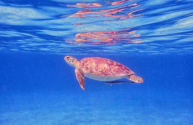 Private Morning Half-Day Snorkeling Trip