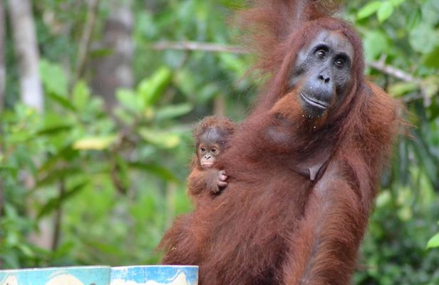Orangutan Tanjung Puting Day Trip
