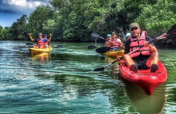 Mangrove Kayaking Adventure in Singapore