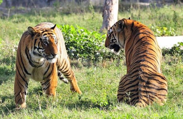 Delhi, Agra, Jaipur & Ranthambhore Tiger Safari 5-Day Tour