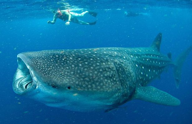 Whale Sharks Small-Group Tour in Cancun and Riviera Maya