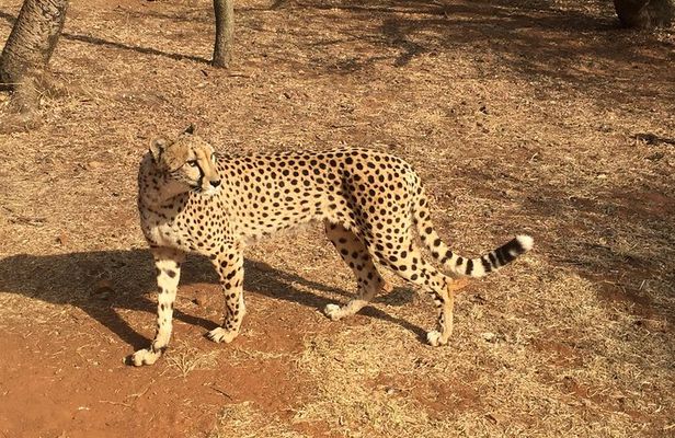 Ann Van Dyk Cheetah Centre Half-Day Tour from Johannesburg