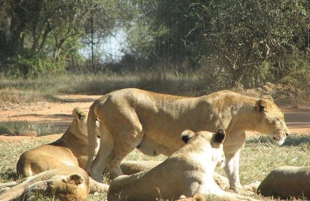 Rhino and Lion Nature Reserve