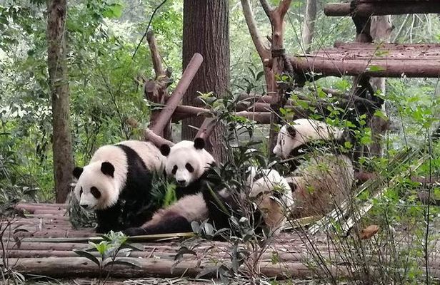 Chengdu Dujiangyan Leshan Buddha Tea Plantation and Sichuan Cooking 3 Days
