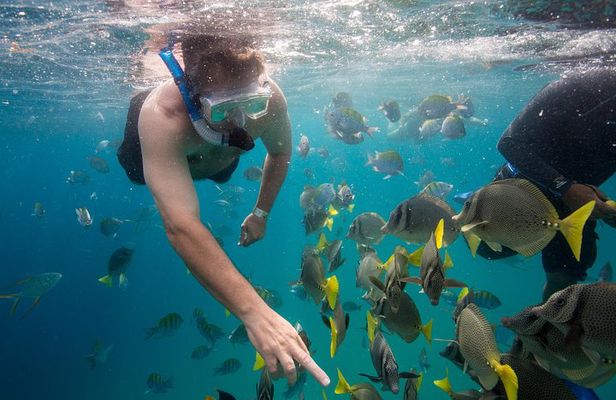 Snorkel & Explore Pelican Rock by Glass Boat + Photos