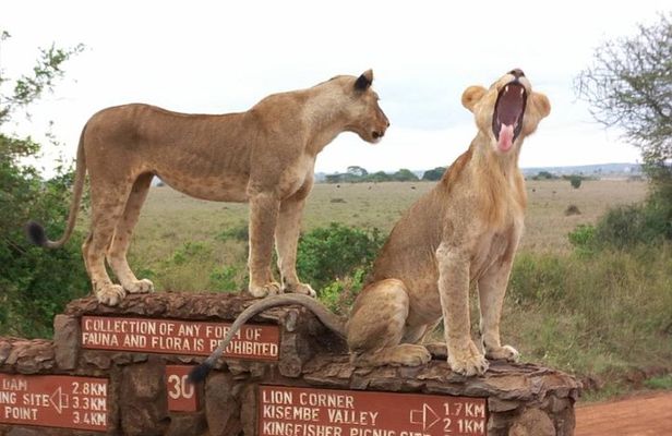 Nairobi National Park Tour