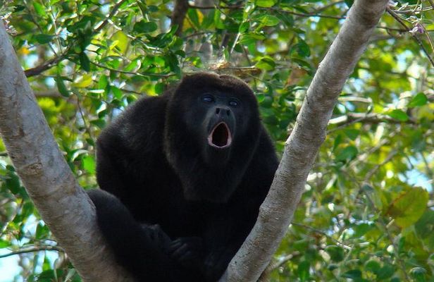 Wild Monkey Tour