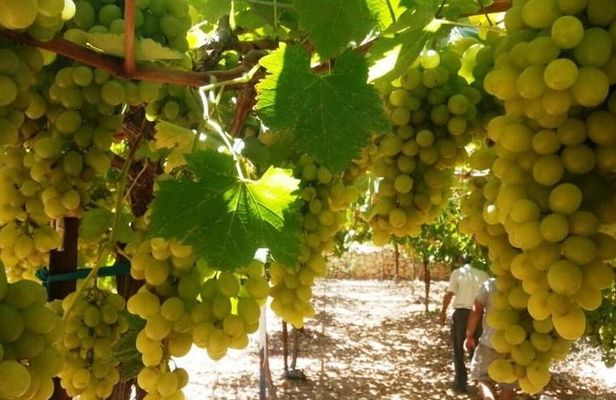 Private Israeli Wines Tour of the Central Israel 