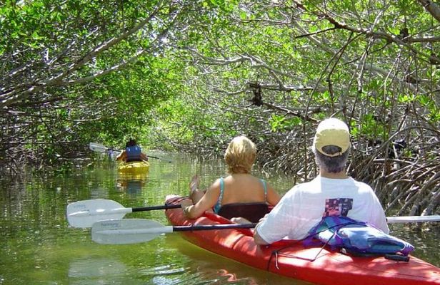 Mangrove Forest Bali Canoe Eco Tour