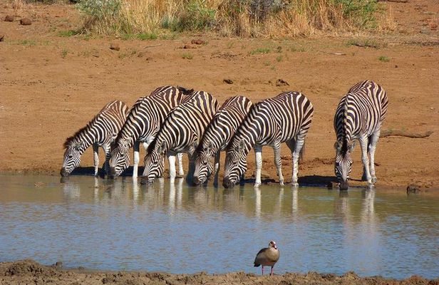 Pilanesberg Game Reserve 6 Hour Sunrise Safari from Johannesburg or Pretoria