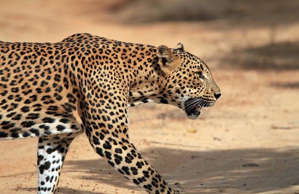 Yala Safari Tour from Hambantota Port (Shore Excursion)