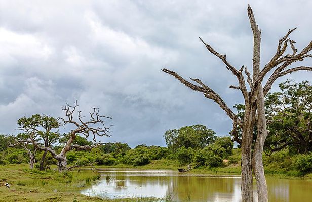 Yala Safari Tour from Hambantota Port by Ajith Safaris