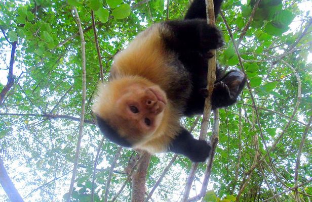 Gatun Lake Wildlife Tour from Panama City