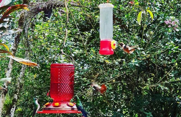 Private Excursion Middle of the World & Hummingbirds Alambi