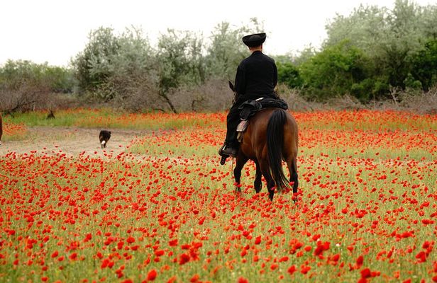 Horseback Riding and yurt stay in the Puszta, 1 hour morning ride