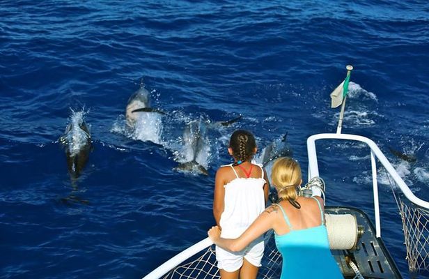 Waitukubuli Dolphin and Whale Watch in Dominica