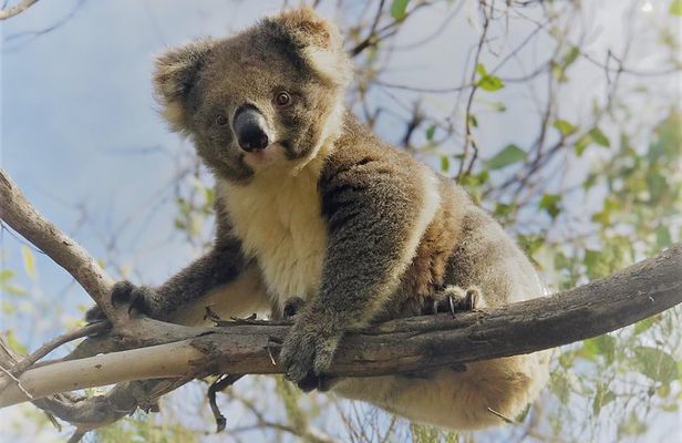 Kangaroo Island Shore Excursion Scenic Trail Tour