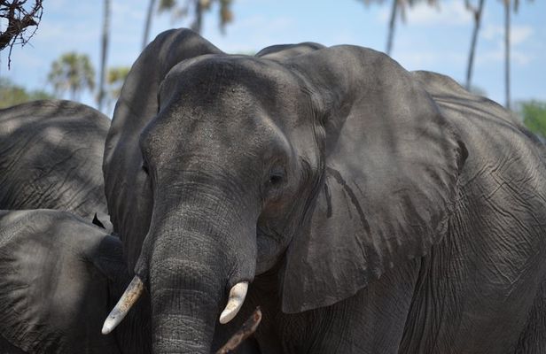 Ngorongoro Crater Day Trip Joining Safari From Arusha