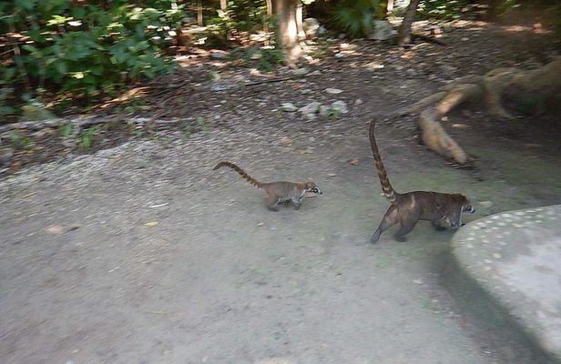 Cobá Ruins Tour (Private, Half Day)