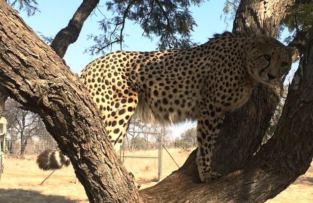 Ann Van Dyk Cheetah Centre Tour from Johannesburg or Pretoria