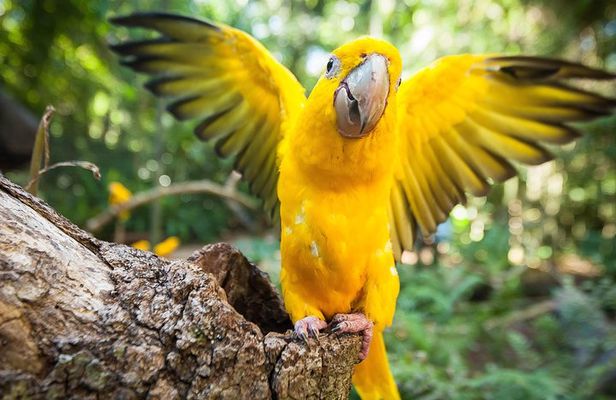 Bird Park & Iguassu Brazilian Side - Private Tour