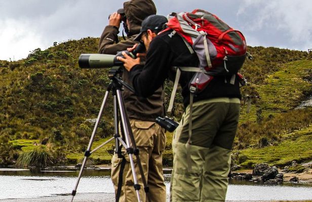 Birdwatching Tour in Cajas National Park from Cuenca