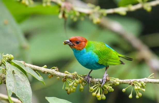 Birdwatching Tour Cajas Park and Tamarindo Tropical Forest area from Cuenca
